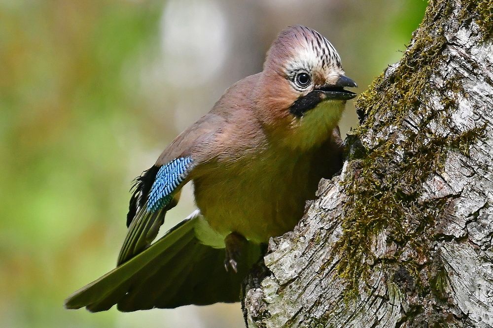 Photograph by Корнейчук Игорь