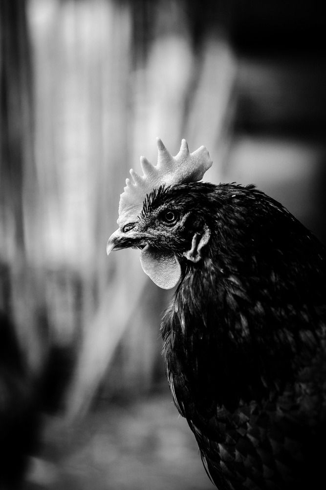 Черный петух