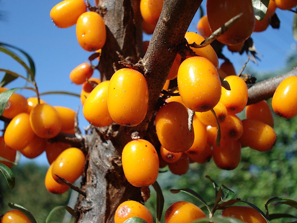 Брызги солнечного света