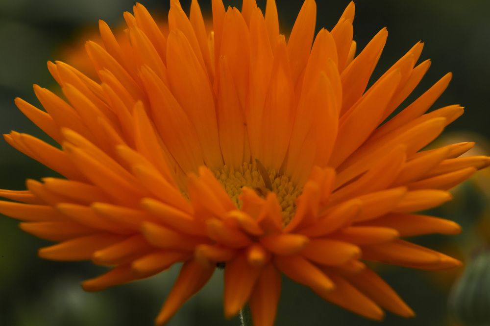 Фотография автора Татьяна Степанова