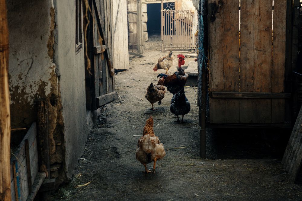 Фотография автора Oleg Suhenko