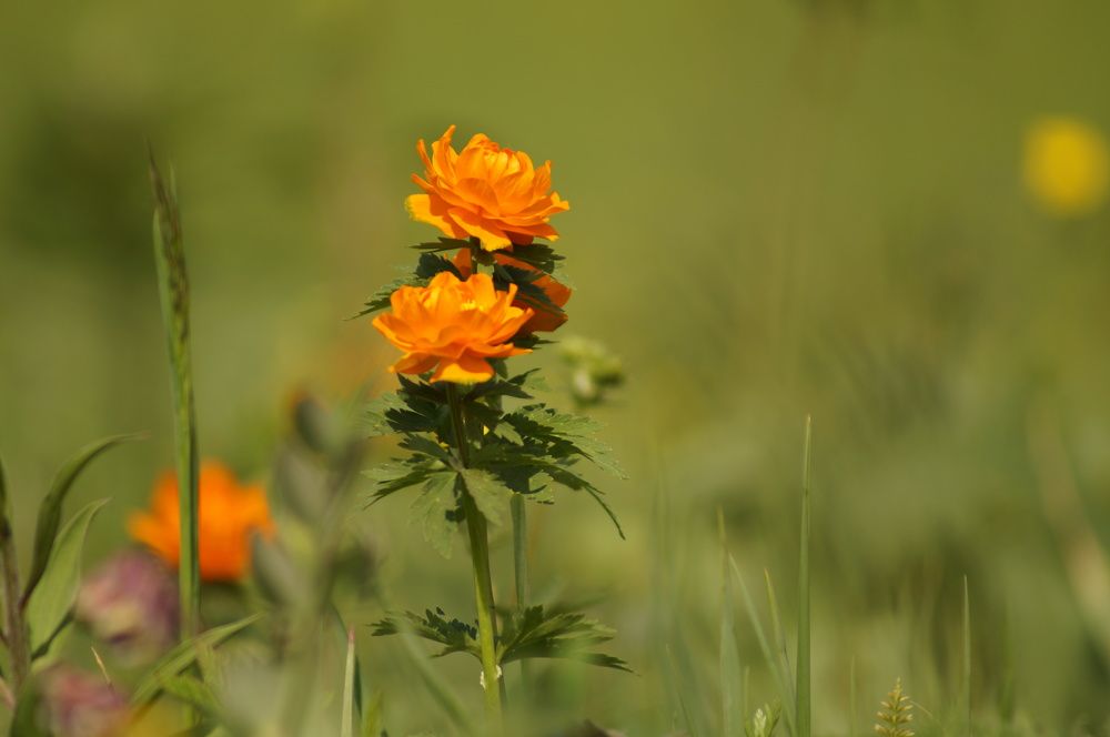 Photograph by Дарья Ринас