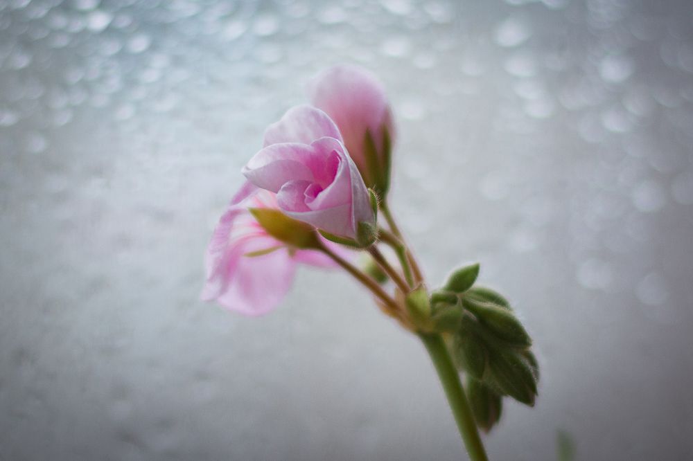 Photograph by Елена Кондратьева