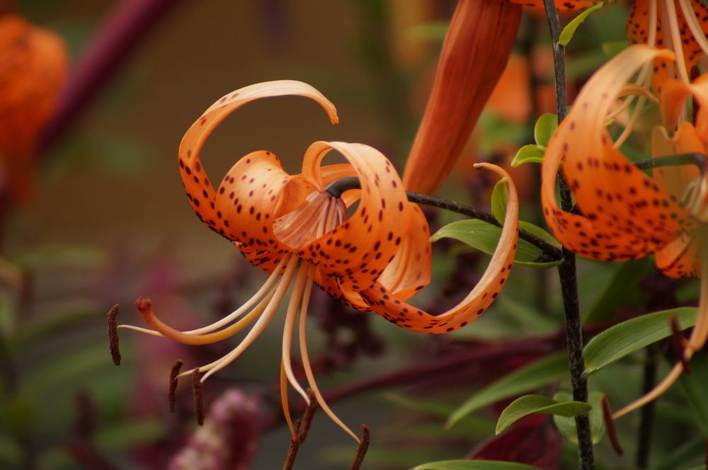 Photograph by Дарья Ринас