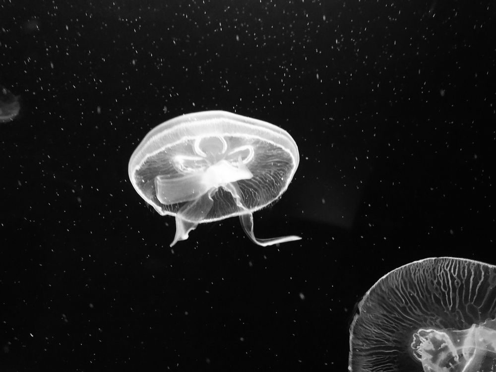 Photograph by Мила Милая