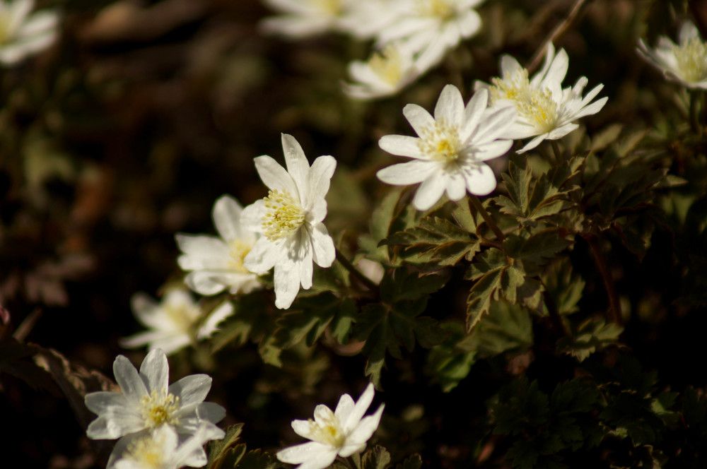 Photograph by Дарья Ринас