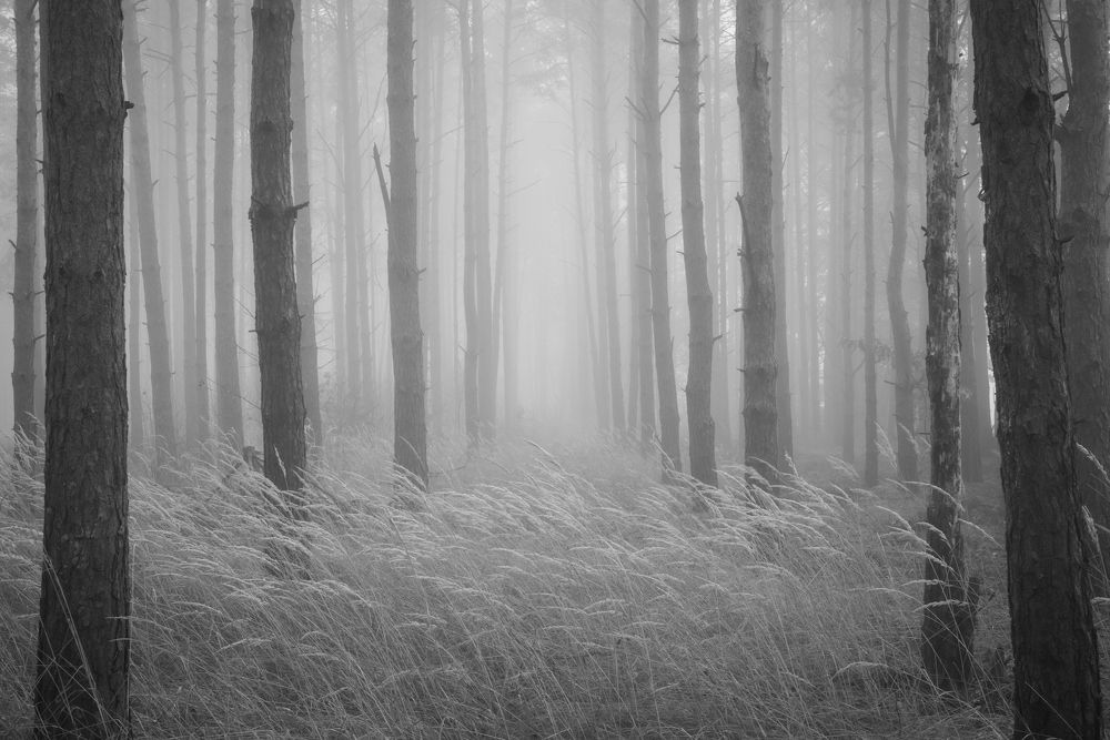 Утренний лес