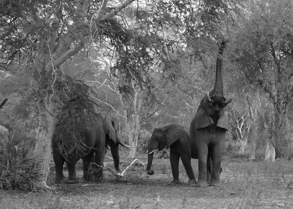 Photograph by Mário Fernando