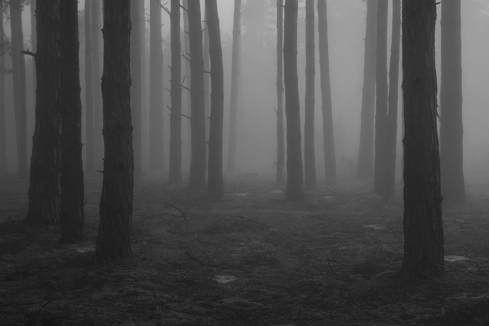 В туманном лесу