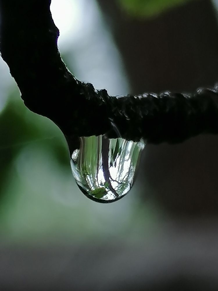 Drop of life