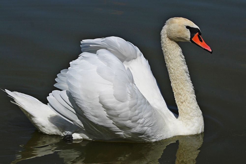 Photograph by Galina Tsmyg