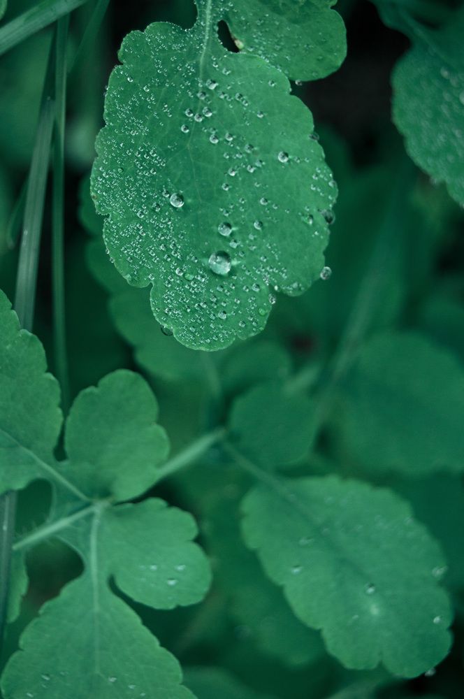 Photograph by Александра Пецевич