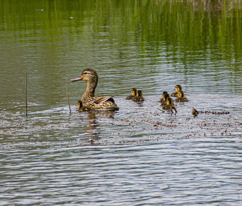 Многодетная мама
