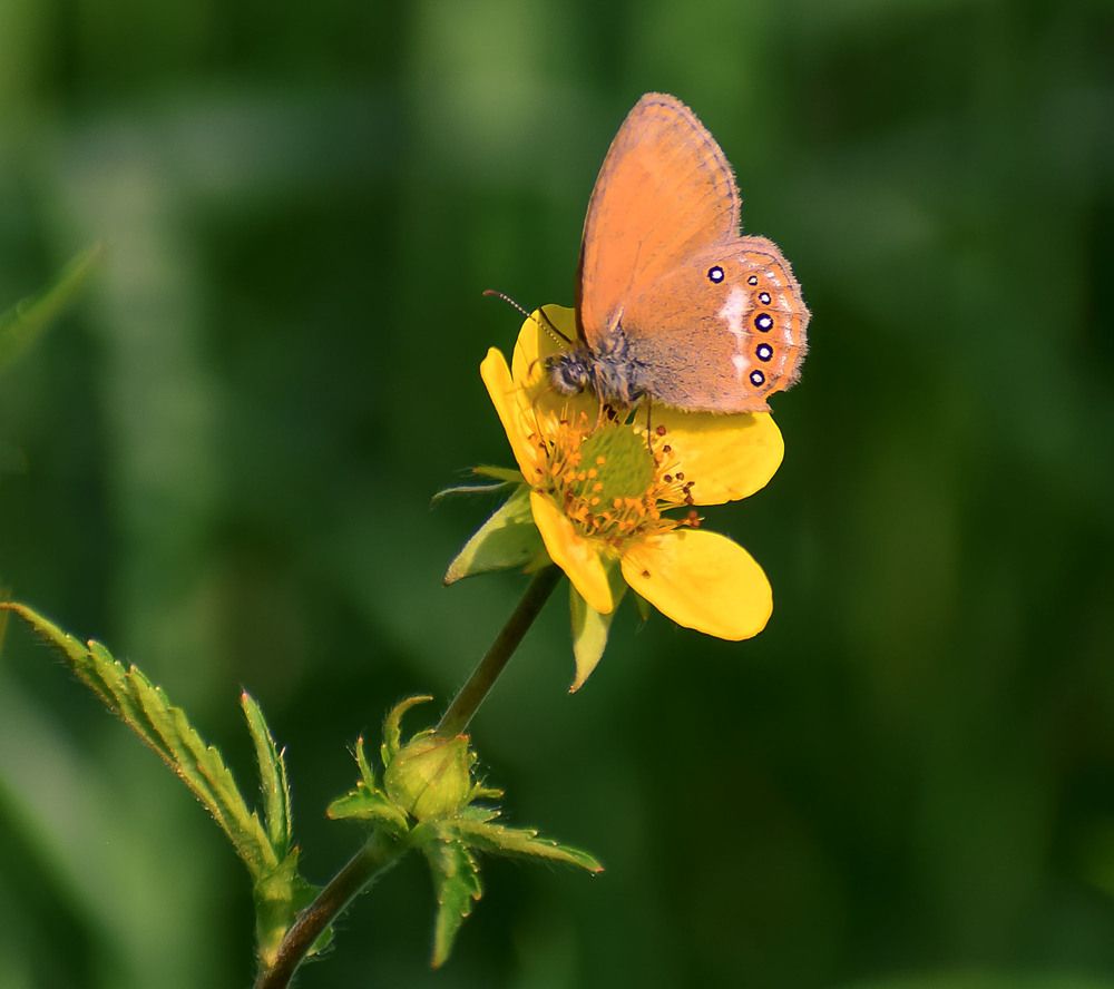 Малютка Сенница