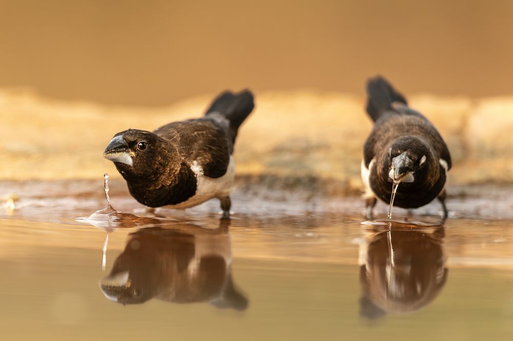 Viscosity - Force of Adhesion