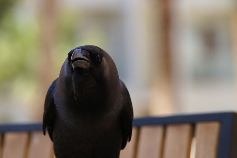 Портрет ворона в анфас