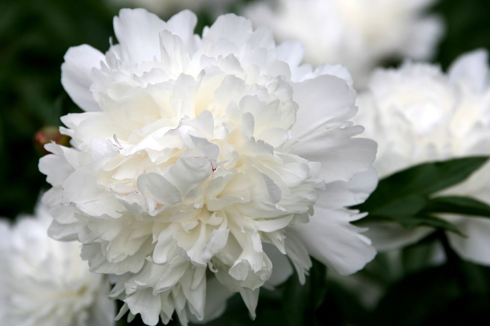 Photograph by елена