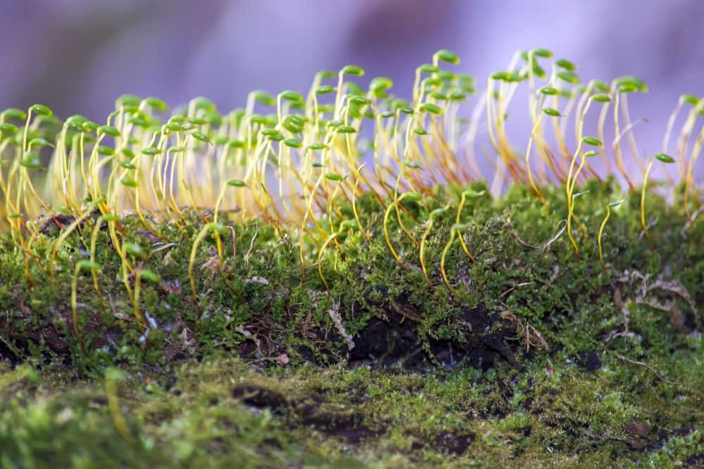 Photograph by Сергей Феофанов