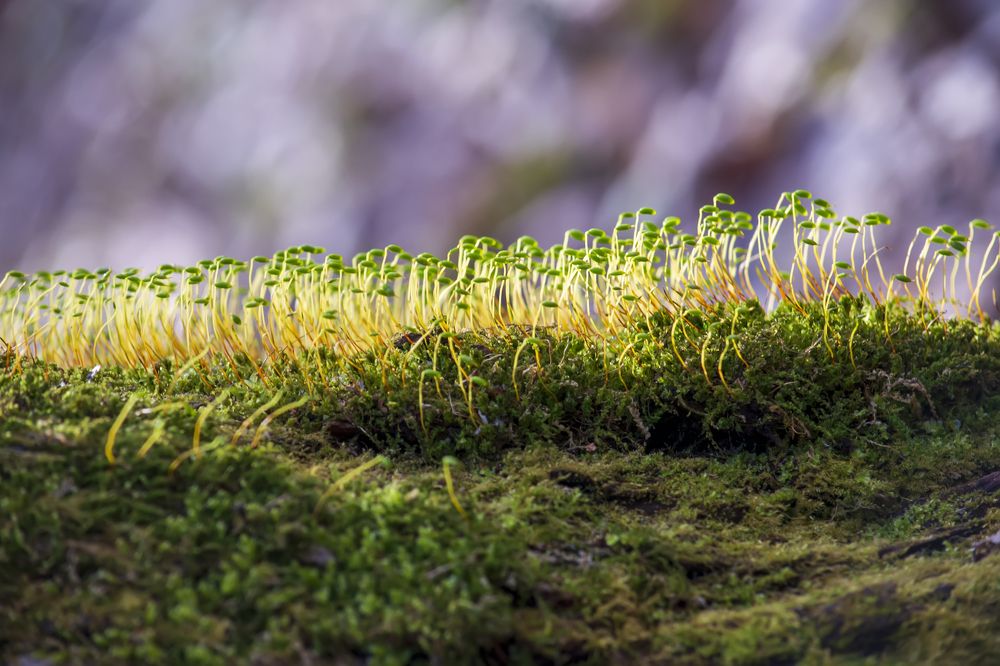 Photograph by Сергей Феофанов