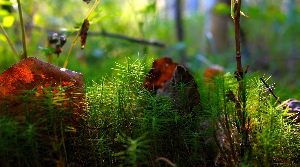 Фотография автора Владимир Куликов