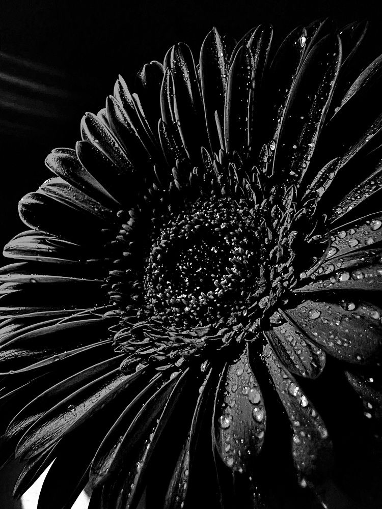 Photograph by Алина Шорина