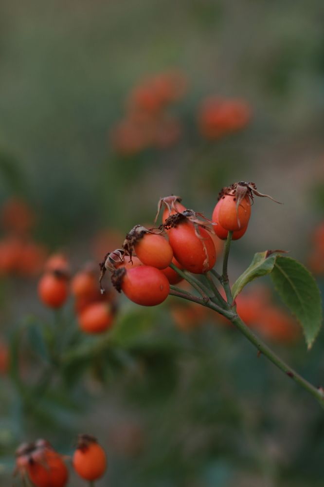 Photograph by Виктория Байкалова