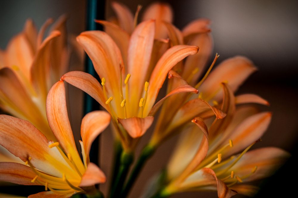 Photograph by Midge Engelbrecht