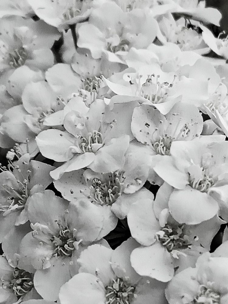 Photograph by Ritu Dinkar