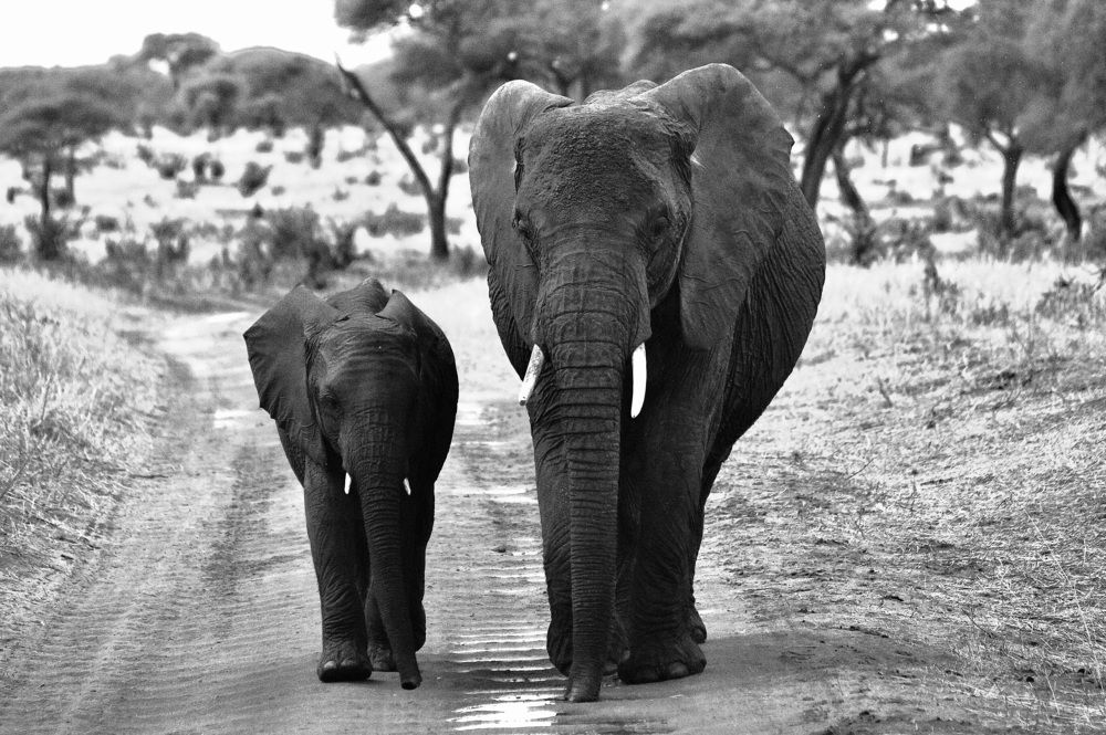 Photograph by Dipanjan Ray