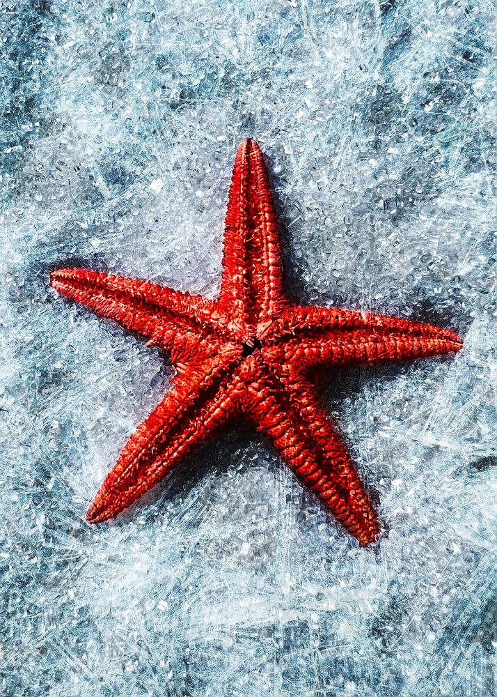 Photograph by Алина Шорина