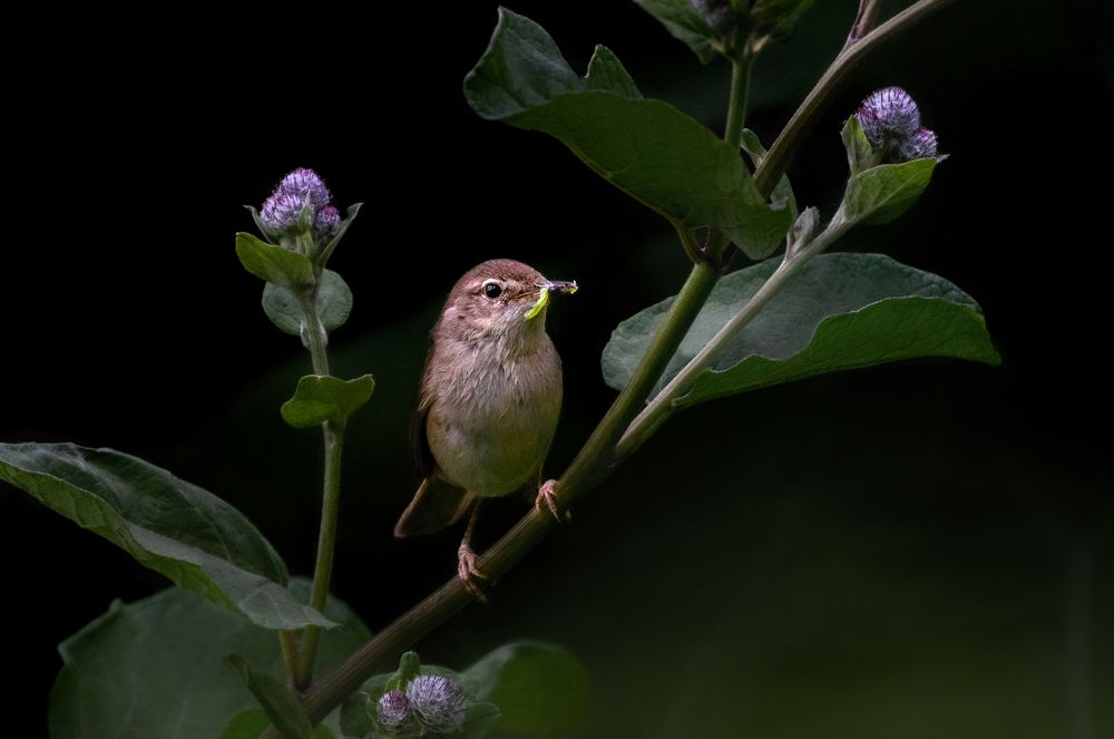 Photograph by Александр Перегудов