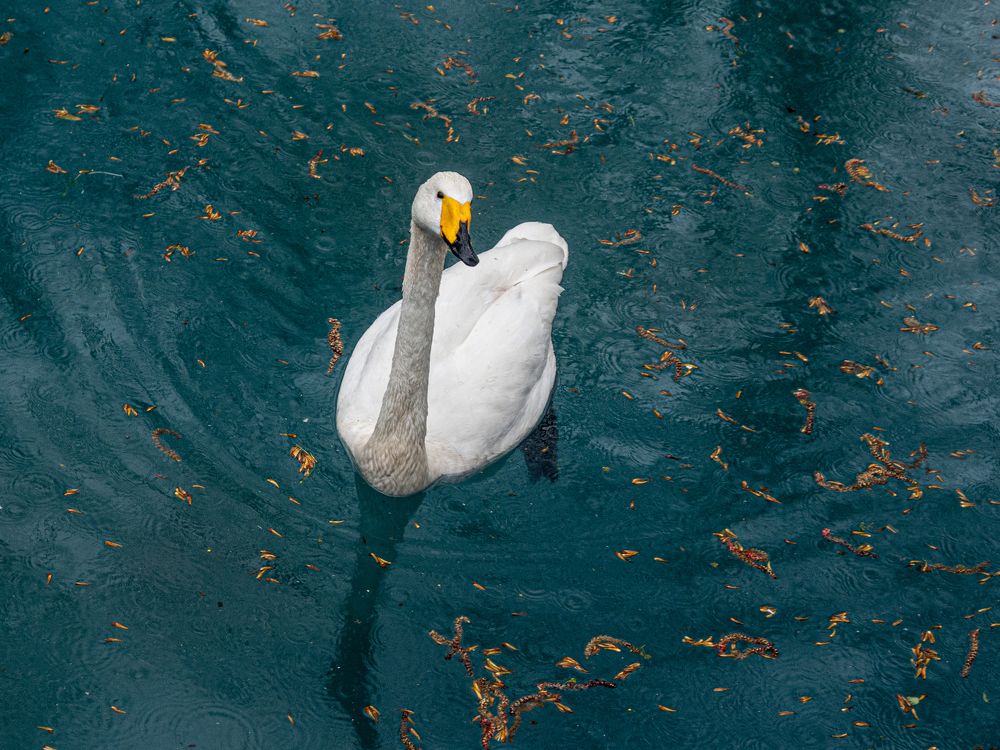 Photo #9520289
