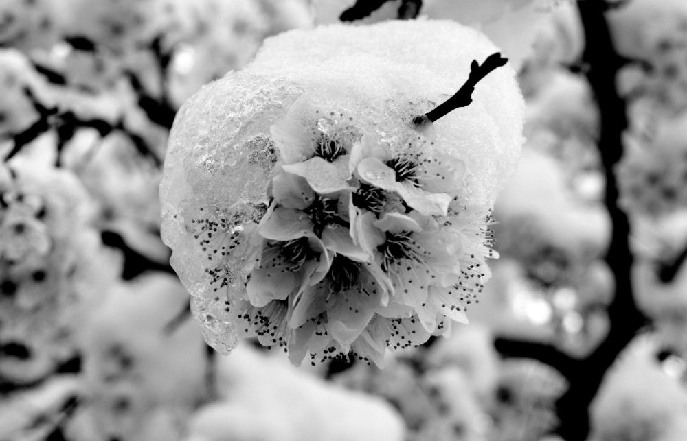 Под прикритието на снега