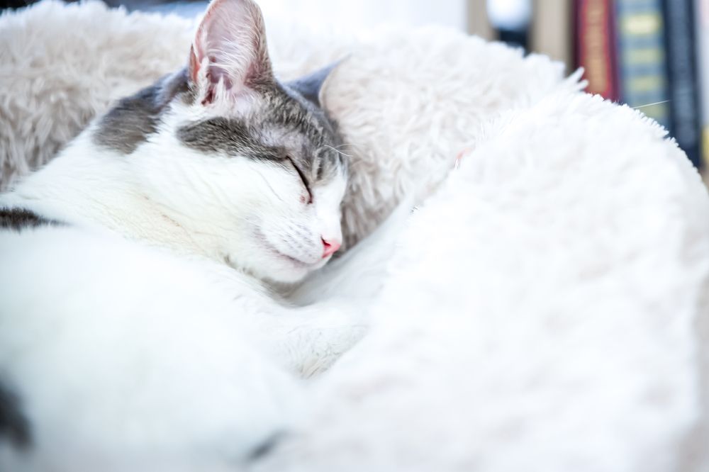 Photograph by Алексей Еремеев