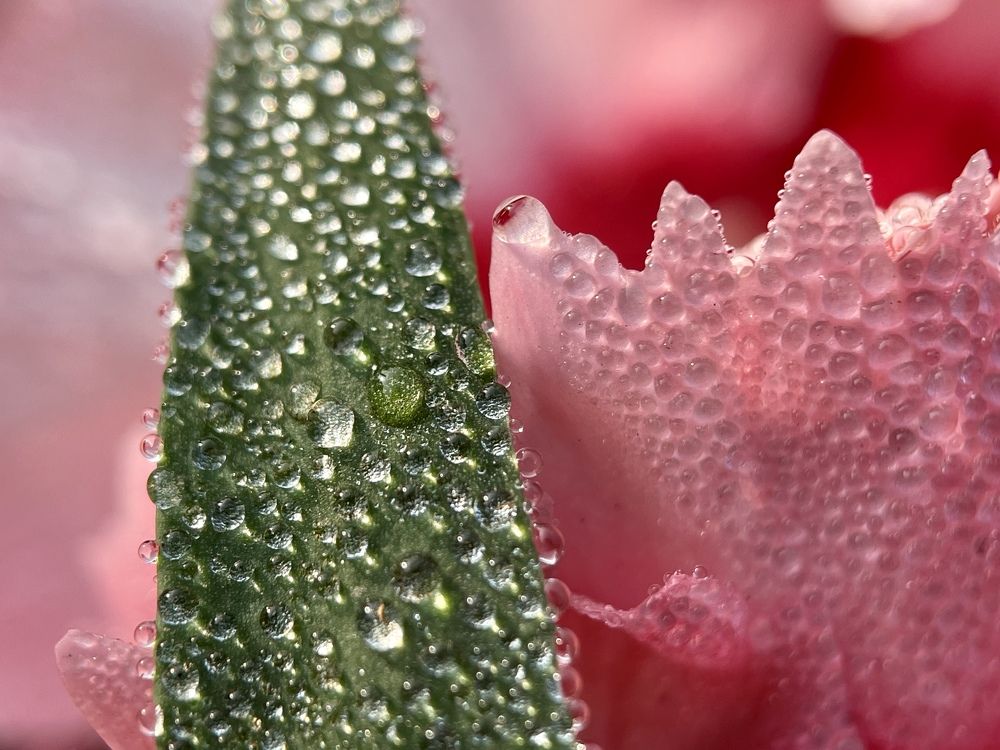 Фотография автора BIPLAB MISRA