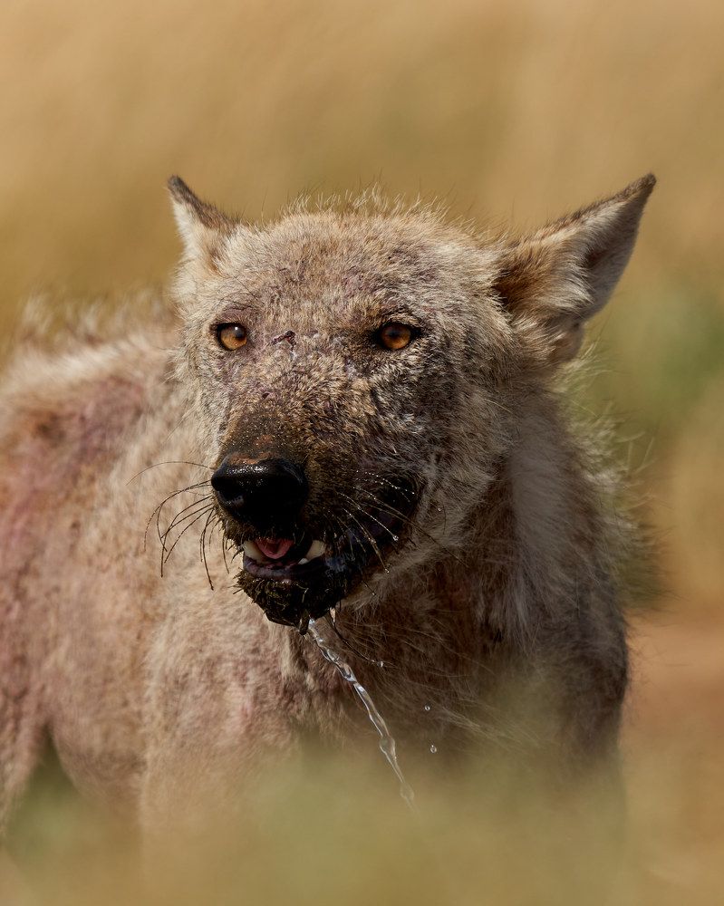 Степной волк (Заповедник Черные земли, Калмыкия)