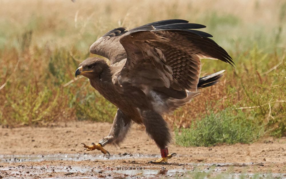Степной орел (заповедник Черные земли, Калмыкия)