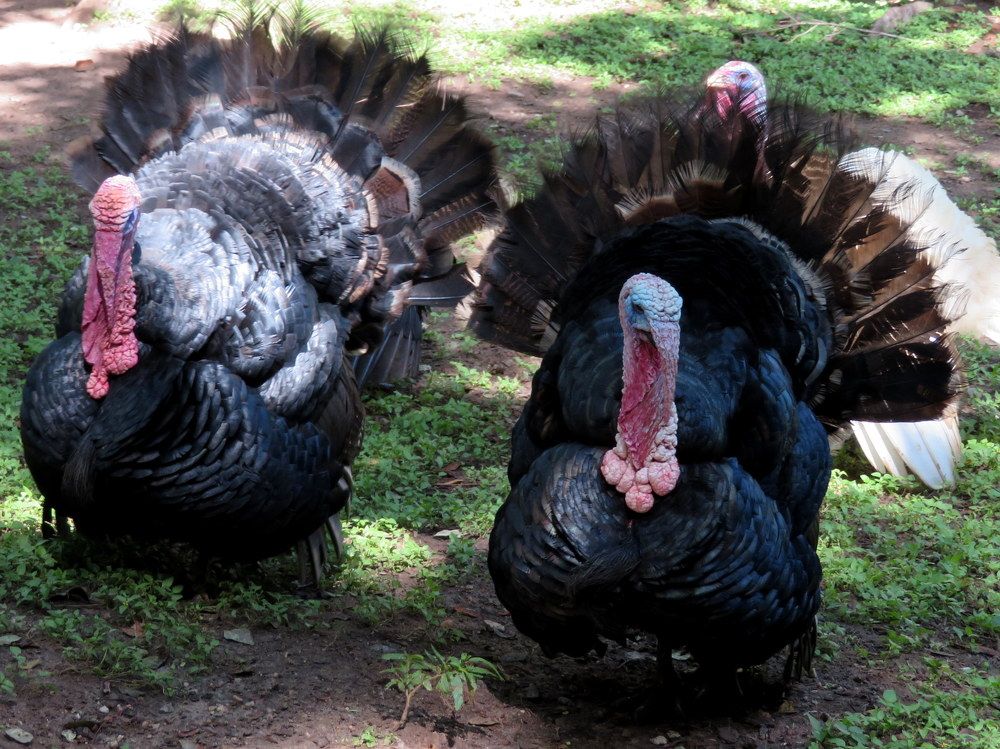 Photograph by Susmita Paul