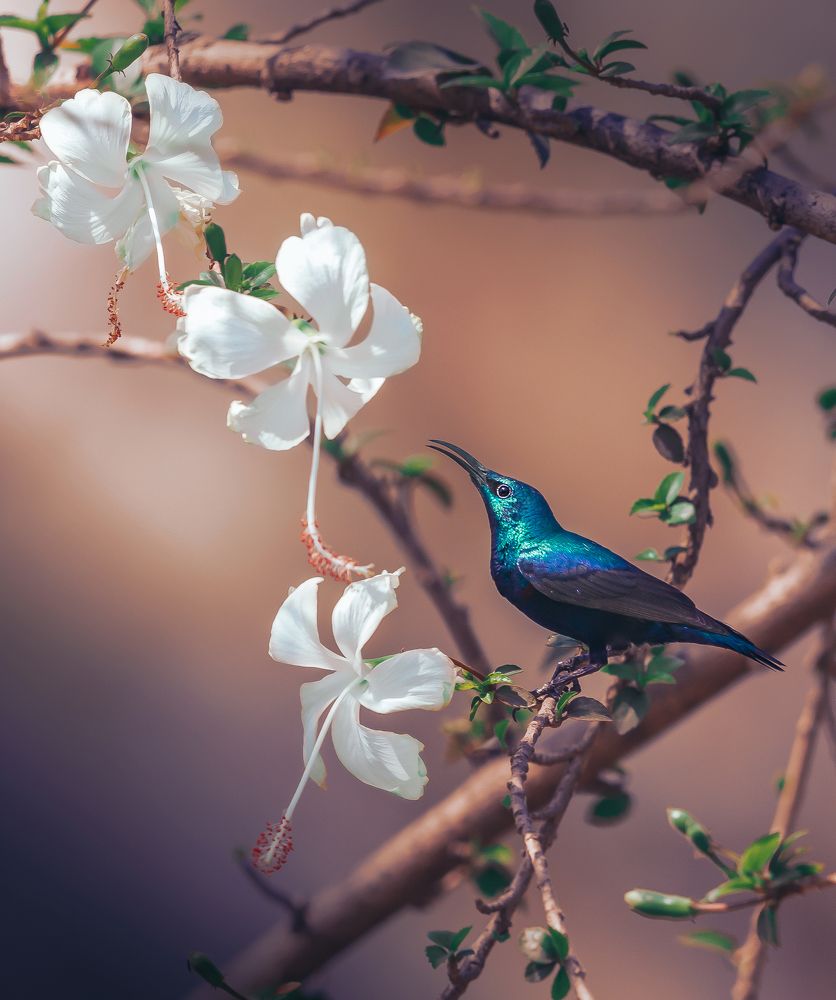 Dreams are beautiful!