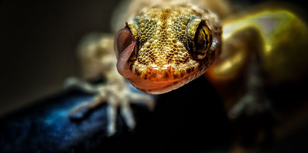 Фотография автора Mahdi Mohammadi