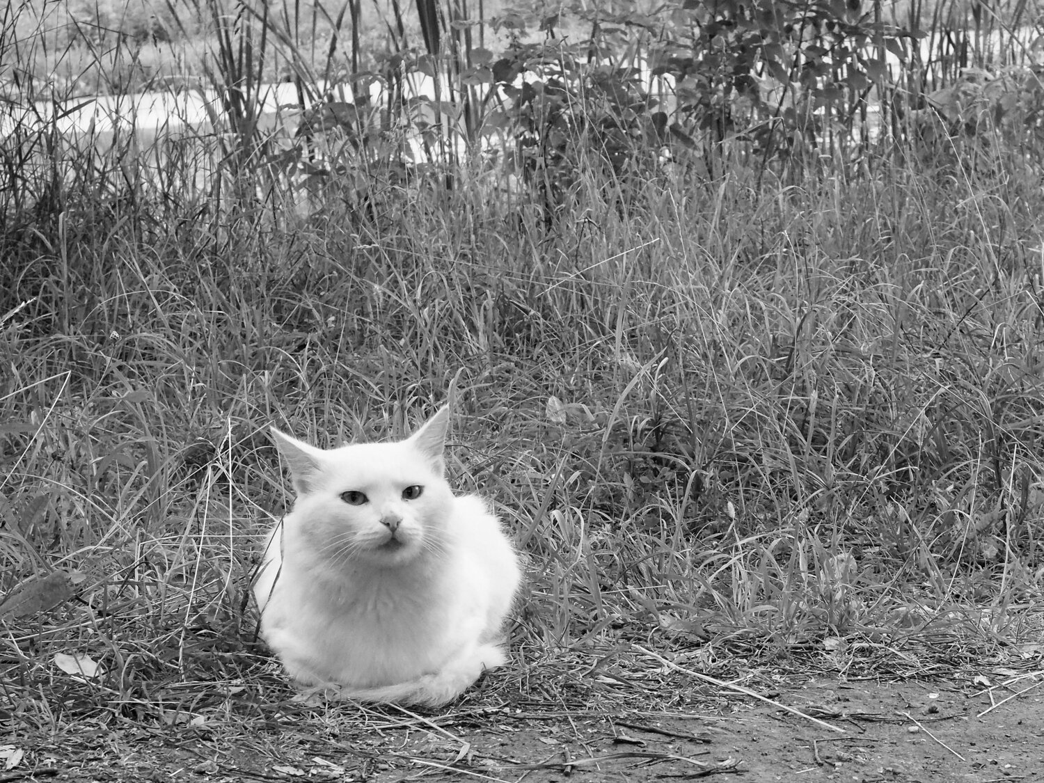 Photo #9520680