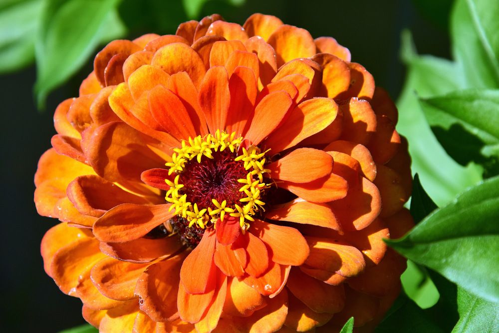 Дачная цинния