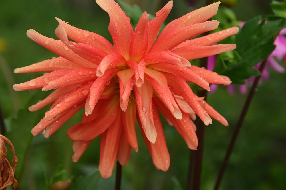 Photograph by Ирина Федичева