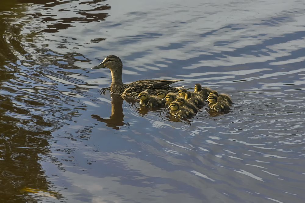 Photograph by Клясюк Галина