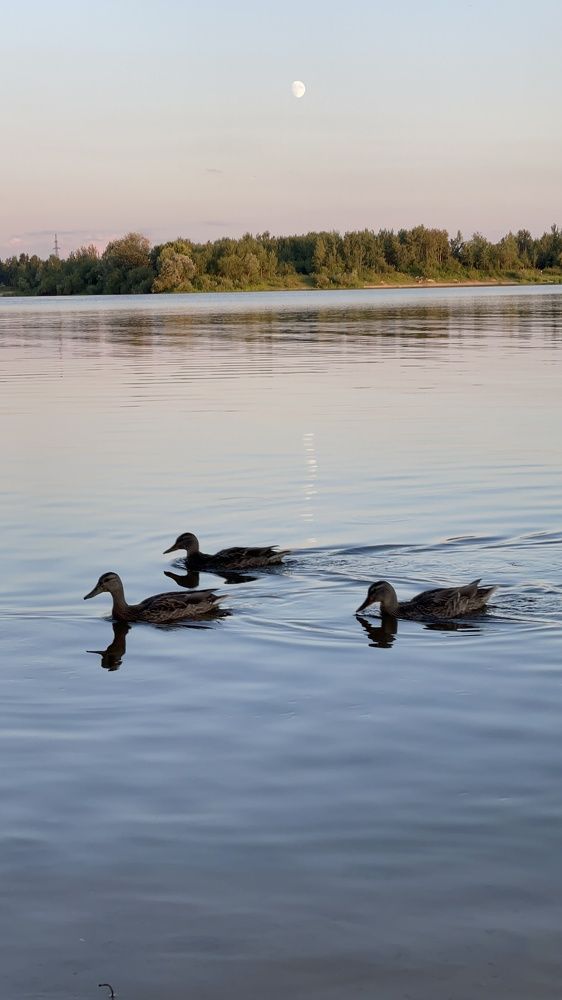 Photograph by Анна Пигулевская