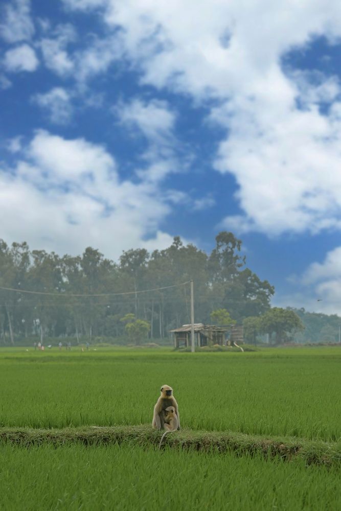 Фотография автора Shuvadeep Paul