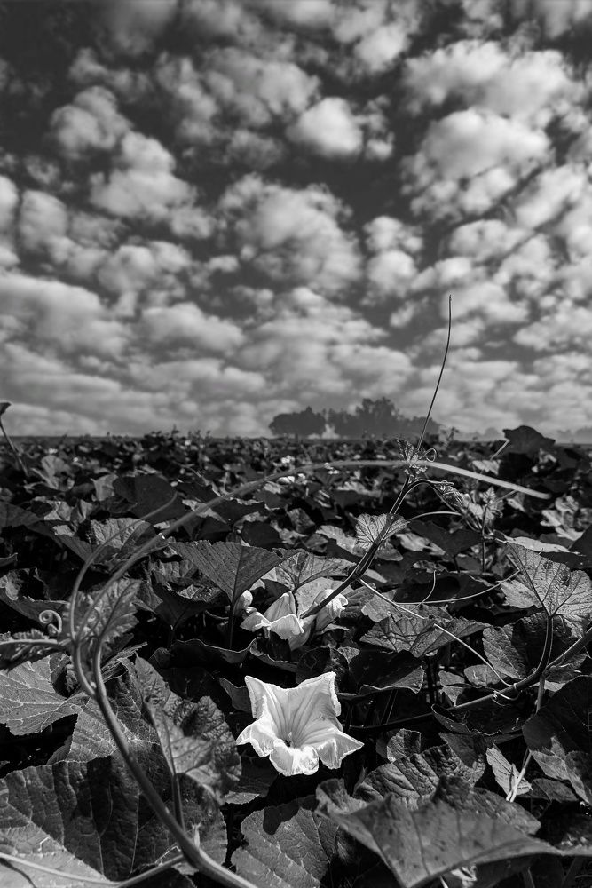 Фотография автора Shuvadeep Paul