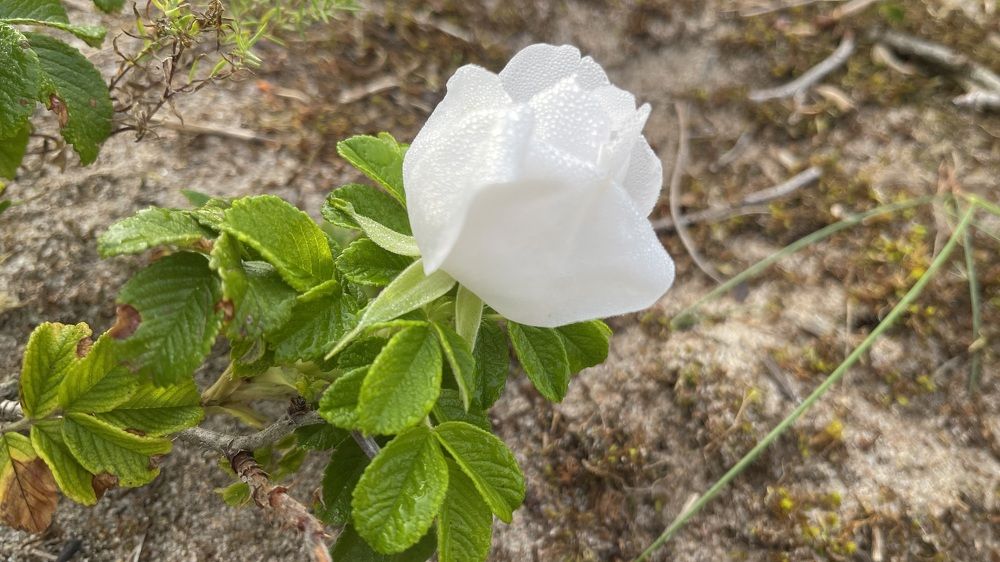 Photograph by Galina Baranovskaja