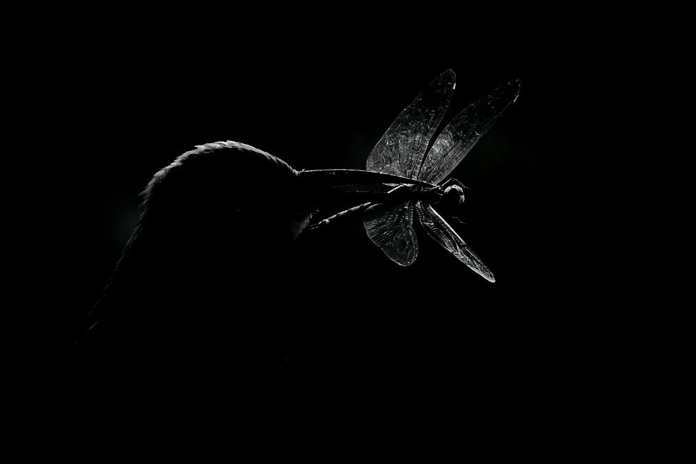 Photograph by Susanjit Saha