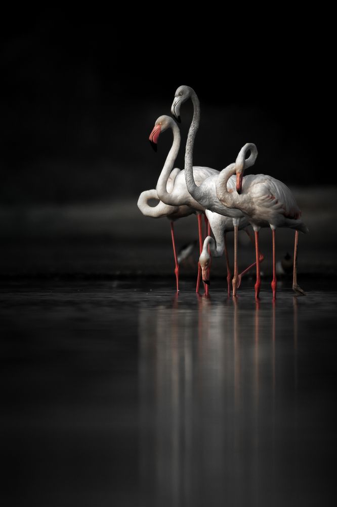 Photograph by Susanjit Saha